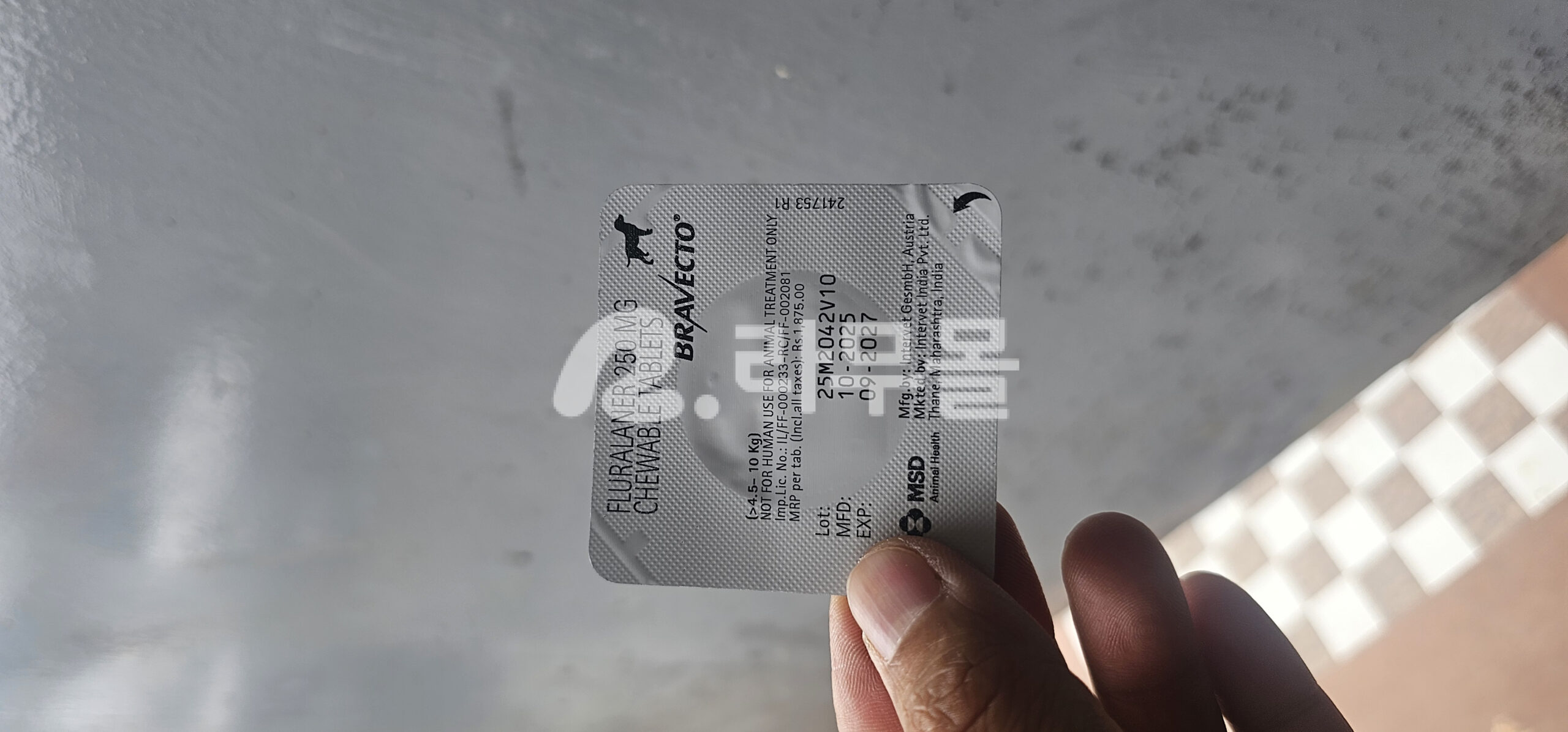 MSD 강아지용 브라벡토 츄어블 1정 Bravecto 직구 후기